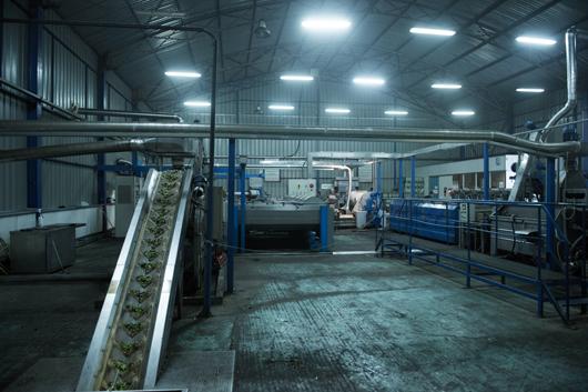 Picture of sector Olive Mill