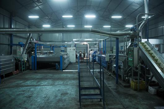 Picture of sector Olive Mill